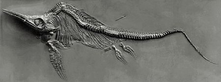 IchthyosaurfromHolzmaden.jpg